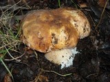 Boletus regineus image