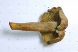 Gymnopilus punctifolius image