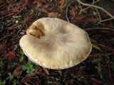 Leucoagaricus barssii image