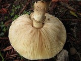 Leucoagaricus barssii image