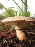 Leucoagaricus barssii image
