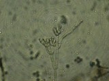 Penicillium chrysogenum image