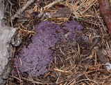 Ramaria purpurissima image
