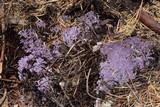 Ramaria purpurissima image