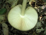 Megacollybia rodmani image