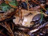 Suillus caerulescens image