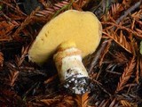 Suillus caerulescens image