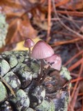 Mycena purpureofusca image