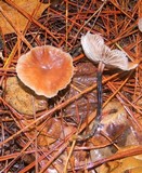 Gymnopus brassicolens var. brassicolens image