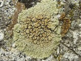 Lecanora muralis image