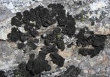 Collema furfuraceum image