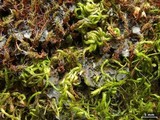 Leptochidium albociliatum image