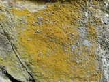 Caloplaca citrina image