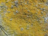 Caloplaca citrina image
