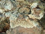 Lecanora muralis image