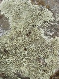 Xanthoparmelia subdecipiens image
