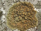 Lecanora mellea image