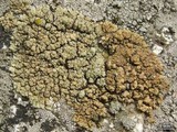 Lecanora mellea image