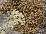 Lecanora mellea image