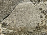 Aspicilia cuprea image