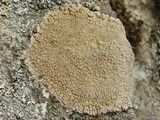 Aspicilia cuprea image