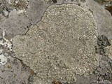 Aspicilia cuprea image
