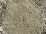 Aspicilia cuprea image