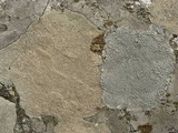 Lecanora rupicola var. rupicola image