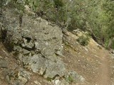 Aspicilia cuprea image