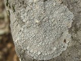 Lecanora rupicola var. rupicola image