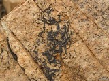 Lecidea laboriosa image