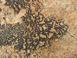 Lecidea laboriosa image