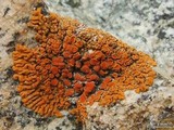 Xanthoria elegans image