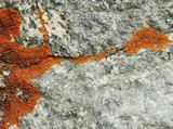 Caloplaca saxicola image