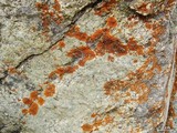 Caloplaca saxicola image