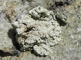 Rhizoplaca chrysoleuca image