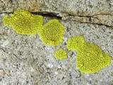 Pleopsidium flavum image