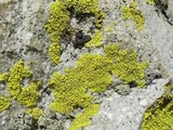 Pleopsidium flavum image