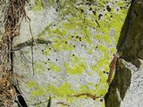 Pleopsidium flavum image