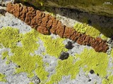 Acarospora thamnina image