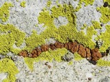 Acarospora thamnina image