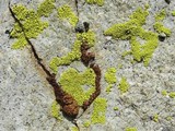 Acarospora thamnina image