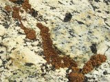 Acarospora thamnina image