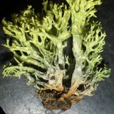 Letharia lupina image