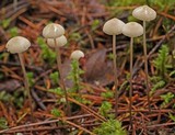 Mycena filopes image