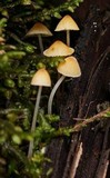 Atheniella leptophylla image