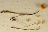 Atheniella leptophylla image