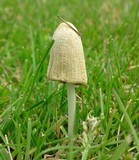 Conocybe apala image