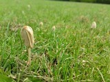 Conocybe apala image