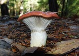 Gomphidius subroseus image